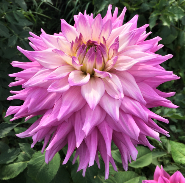 Dahlia Sir Alf Ramsey
